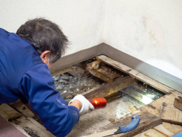 Attic Mold Removal in East Berwick, PA