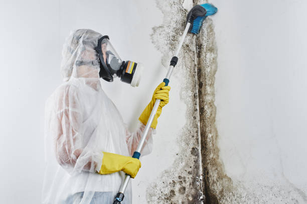 Best Crawl Space Mold Removal  in East Berwick, PA