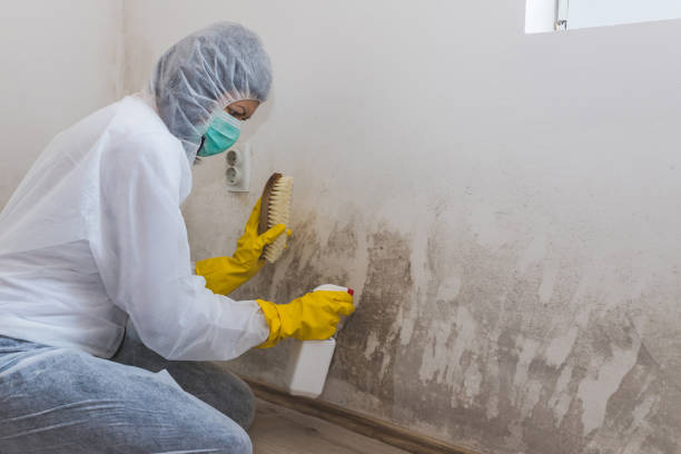 Best Best Mold Removal Companies  in East Berwick, PA