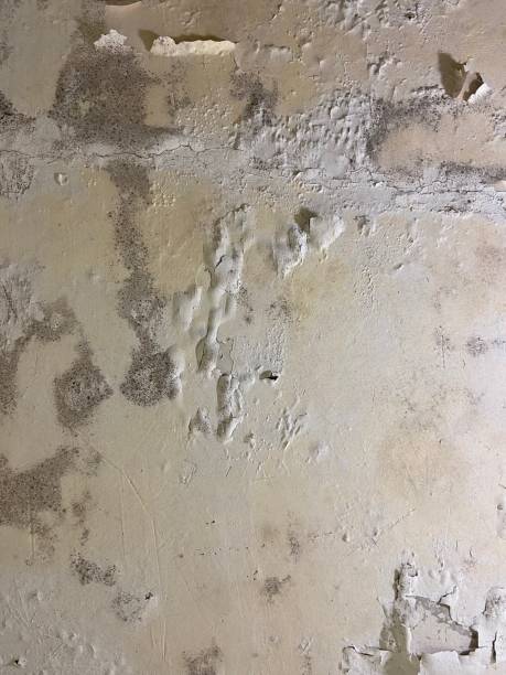 Best Attic Mold Removal  in East Berwick, PA