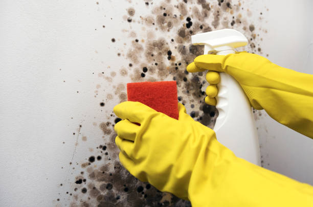 Best Affordable Mold Removal  in East Berwick, PA