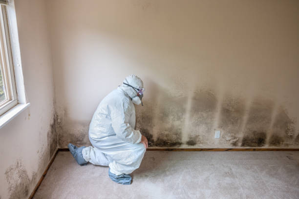 Best Toxic Mold Removal  in East Berwick, PA