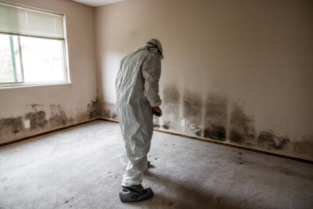 Best Professional Mold Removal  in East Berwick, PA