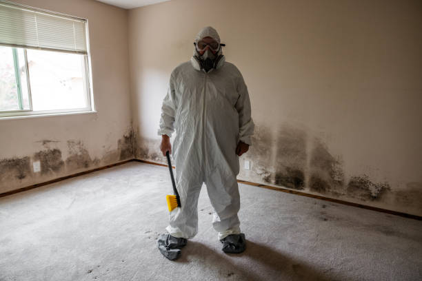 Mold Removal and Inspection in East Berwick, PA