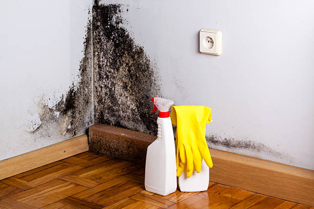 Best Residential Mold Removal  in East Berwick, PA