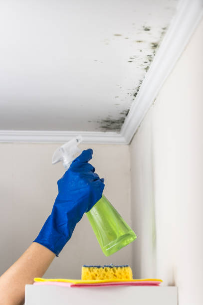 Crawl Space Mold Removal in East Berwick, PA
