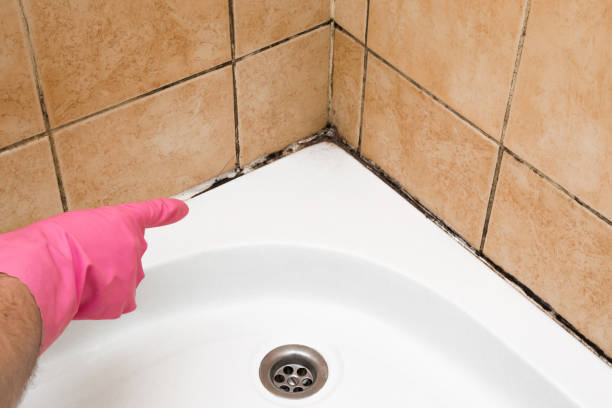 Best Mold Removal and Inspection  in East Berwick, PA
