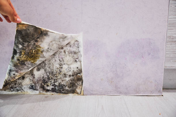 Best Fast Mold Removal  in East Berwick, PA